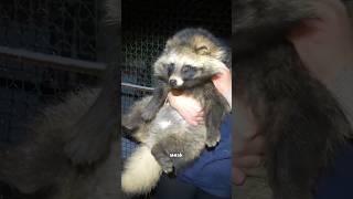 Raccoon dog #animal #cute