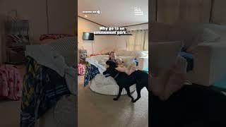 Labrador Gives Spins Mom And Daughter Around On Chair