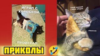 Победи коробку- выиграй чубурек ! смотри смешные картинки мемы котики приколы  