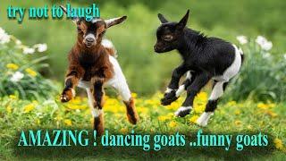 Try Not To Laugh ...dancing goat ..funny goats . cute goats .. crazy goats