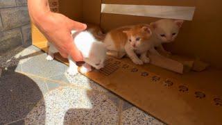 White mama cat with gorgeous eyes has 4 super sweet kittens.