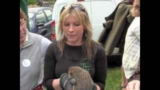 Help a Hedgehog Hospital, Brimscombe @Randwick Wap