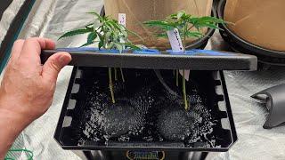 Growing Autoflowers W/Dr. Earth - Day 18 | Outdoor Week 10 | MarsHydro FC4800 EVO w/ADLITE