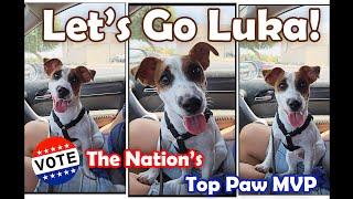 Let's Go Luka! Puppy Tricks & Life with Luka