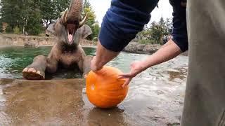 Playful Elephant Stomps Halloween Pumpkin