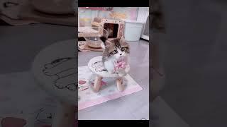 Cute Mini cat #pets #funny #dog #puppyshorts