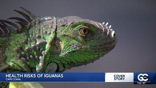 Cape Coral woman says invasive green iguana nearly killed her dog
