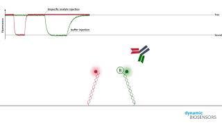 switchSENSE® Bispecific Antibodies