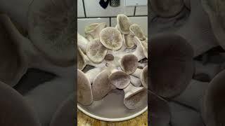 Black pearl king oyster gourmet mushroom harvest and cook