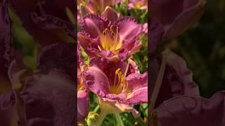 Monrovia®️Entrapment Daylily #garden #gardening #shorts