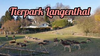 TIERPARK LANGENTHAL// CANTON BERN SWITZERLAND