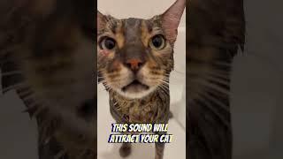 Building a Connection: How to Attract Your Cat with this Meow sound! #shorts #meow #cat #meowing