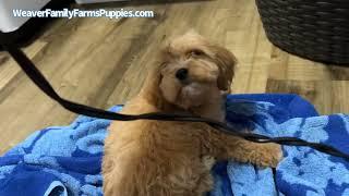 Cute Cavapoo Puppy Gets Blow Dried! | Weaver Family Farms Puppies