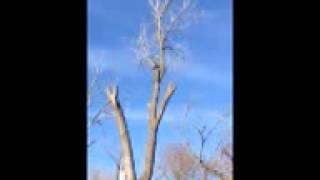 marc's tree service (wichita)