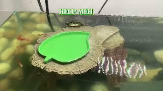 MYTURTLES   ( voice reveal on my other video