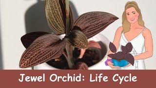 Jewel Orchids: Life Cycle