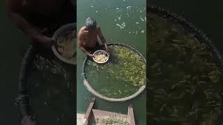 #Agriculture rural areas and farmers#Douyin records rural life#Creative inspiration