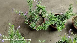 Blue braya (Desmodium) ,very healthy and bushy plant available for sale.