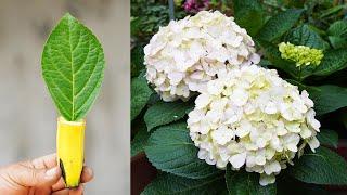 Ultimate Hydrangea Care Guide | Pro Techniques for Maximum Blooms