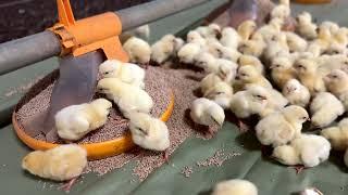 Day-Old Chicks Thriving with the Kick Off 330 Feeding System