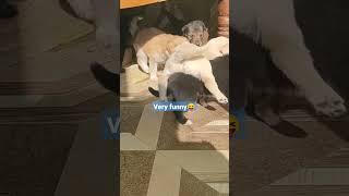funny puppies#tiktok #shorts #tiktokvideo #funny#comedy #fun #funnyvideo #video #videos#funnyshorts