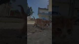 A kitten's first steps into the world || A cat's  world of wonder #fyp #pet #love #shorts