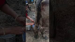 Barsat me cow milking shorts  #desi #desichora #cow #milk #dairyfarm #milking #kisan #mehnat