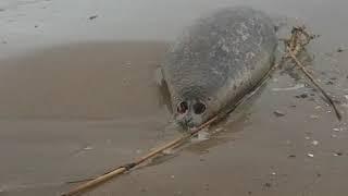 Дохлые тюлени Каспия | AST-NEWS.ru
