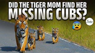 Part 2: RARE FOOTAGE || Tiger Mom’s Heartbreaking Story || COLLARWALI || #lostcubs #tadoba #india