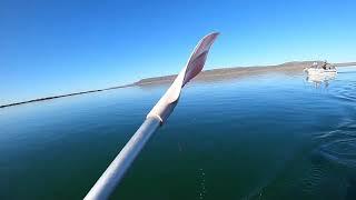 Great White Shark Lunges at Kayaker in South Australia