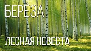 Береза: "Лесная невеста" | Интересные факты про березу