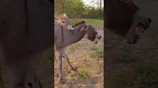 Mating season Donkey Mating
