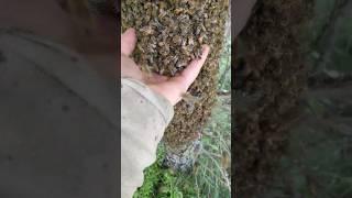 Збираємо бджіл! #bee #beekeeper #beekeepers #beekeeping #honey