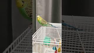 my bird chilli #birds #budgies #feeding #parakeet #budgielove #budgiesandparakeets #buildingtrust