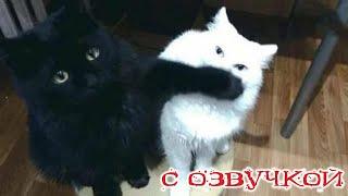 Funny Animal Videos 2023 - Funniest Dogs and Cats Videos #194