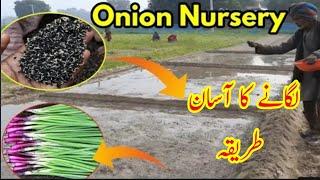 Piyaz ki nursery lagane ka aasan tarika ||Jutt agri tips