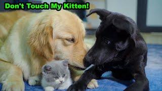 My Golden Retriever Protects a Kitten from Another Dog