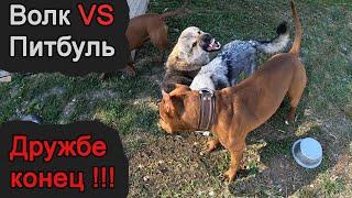 ПИТБУЛЬ ПРОТИВ ВОЛКА / PITBULL VS WOLF / РАЗБОРКИ В СТАЕ !!! ВОЛКОСОБ АЯВРИК / ПИТБУЛЬ МУСА.