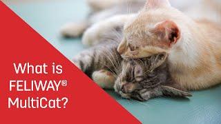 What is FELIWAY® MultiCat?