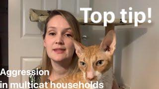 Top tip! Aggression in multi-cat households