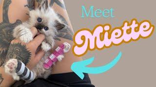 Meet Miette, a kitten with backwards legs!