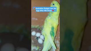 Australian Budgies Eggs & Breeding Journey | Budgie Hatching Tips, Parrot Care & Baby Growth Updates