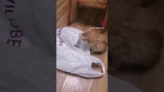 проверяльщица #забавныеживотные #смешныеживотные #котики #котикивидео #киса