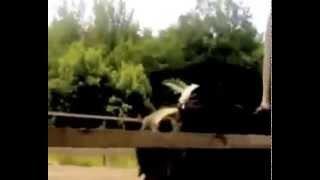 Клювожор