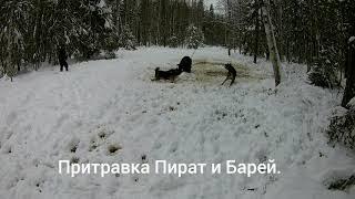 Работа по медведю. ВСЛ.