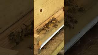 Busy Bees on the Farm #bees #honey #preservation #farming