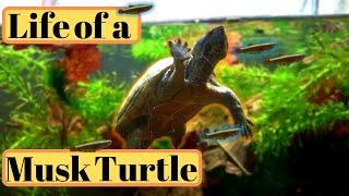 Musk Turtle Care Guide/Setup PART 1. Stinkpot (Common Musk Turtle) Keeping and Tank Setup