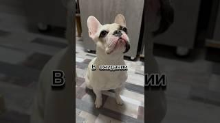 Что ест Моя собака   #shorts #натуралка #fypシ #собака