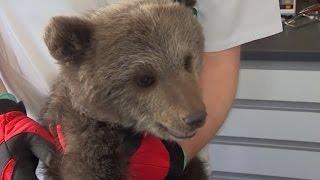 Starving Abandoned 2-Month-Old Bear Cub Gets Rescued Just In Time