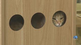 Kitty Kingdom Cat Café offers adoption discount
